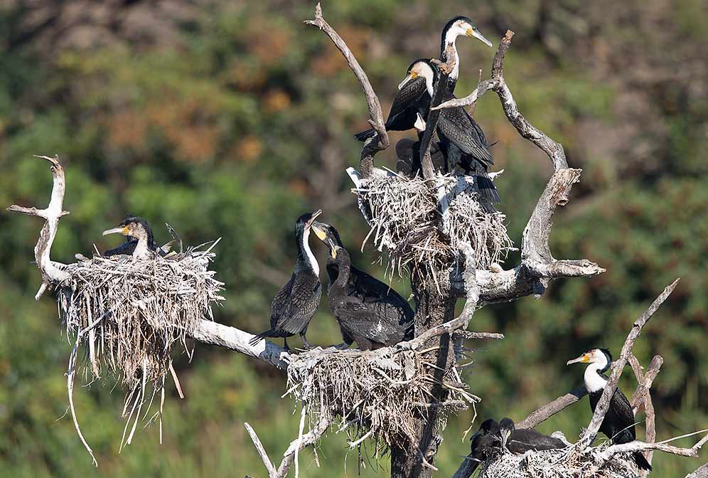 White-breasted Cormorant colony